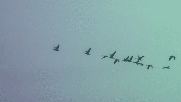 alternativas a VMware